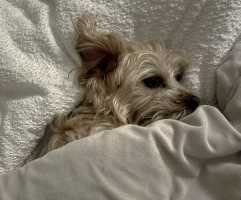 OLLIE-18JULY2025-640