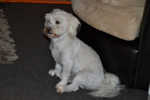 SCOTTIE-24JUNE2015-452