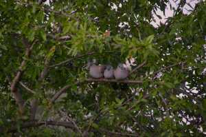 CRESTED-PIGEONS-01
