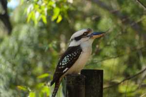 KOOKABURRA-01