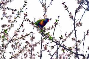 LORIKEET-AUG2024-1