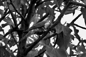 LORIKEET-FEB2024-218BW