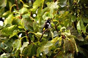 NEW-HOLLAND-HONEY-EATER-01
