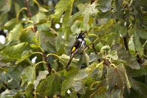 NEW-HOLLAND-HONEY-EATER-03
