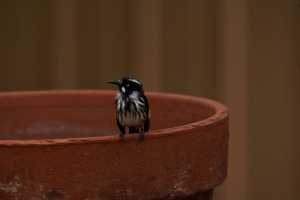 NEW-HOLLAND-HONEY-EATER-04