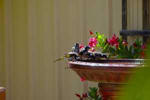 NEW-HOLLAND-HONEY-EATER-06