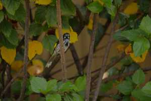 NEW-HOLLAND-HONEY-EATER-07