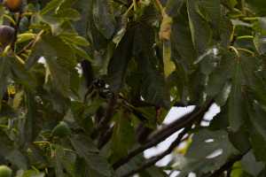 NEW-HOLLAND-HONEY-EATER-08