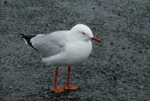 SILVER-GULL-O1