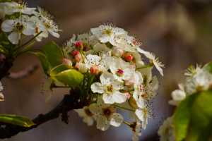 ALMOND-BLOSSOM(1)