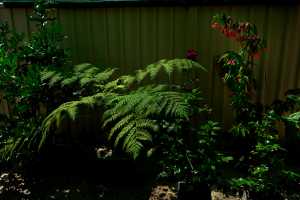 AUSTRALIAN-TREE-FERN