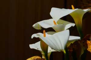 CALLA-LILY-03