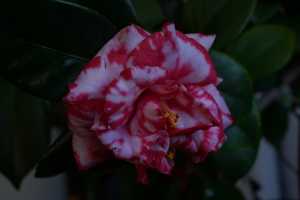 CAMELLIA-JAPONCIA-02