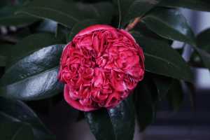 CAMELLIA-JAPONCIA-03