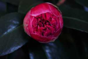 CAMELLIA-JAPONCIA-04