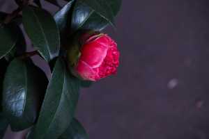 CAMELLIA-JAPONCIA-05