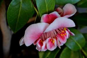 CAMELLIA-JAPONICA-10