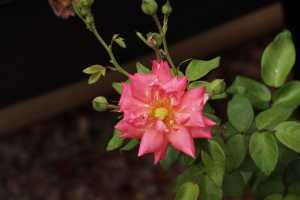 HEIRLOOM-ROSE-02