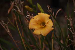 HEMEROCALLIS-02