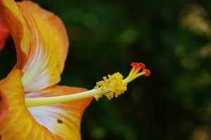 HIBISCUS(001)