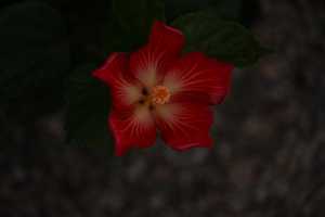 HIBISCUS-04