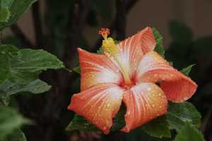 HIBISCUS-08