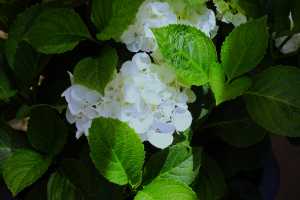 HYDRANGEA-PANICULATA-06