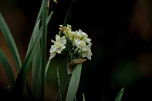 JONQUILLA-DAFFODILS-01