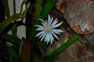 NIGHT-BLOOMING-CEREUS-1