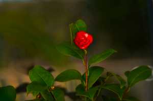 RED-CAMELLIA-JAPONICA-01