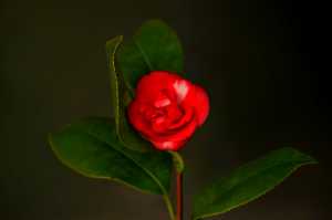 RED-CAMELLIA-JAPONICA-02