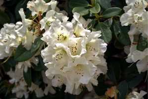 RHODODENDRON-01