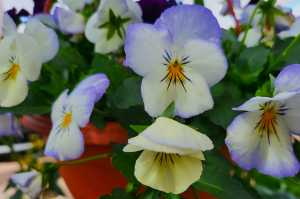 SORBET-VIOLAS-2024-01
