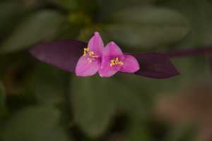 TRADESCANTIA-PALLIDA-02