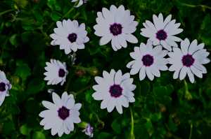 WHITE-AFRICAN-DAISY-01