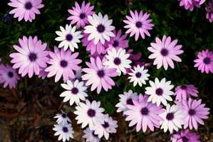 WHITE-PINK-AFRICAN-DAISY-01